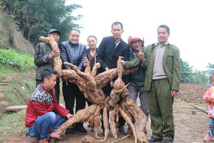 村民挖出3.2公斤巨型野生菌具体怎么回事的简单介绍  第1张